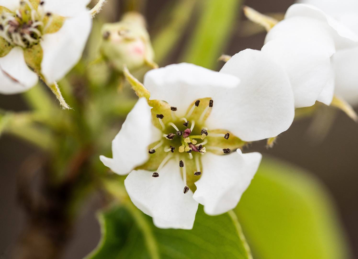 Kirschblüte I