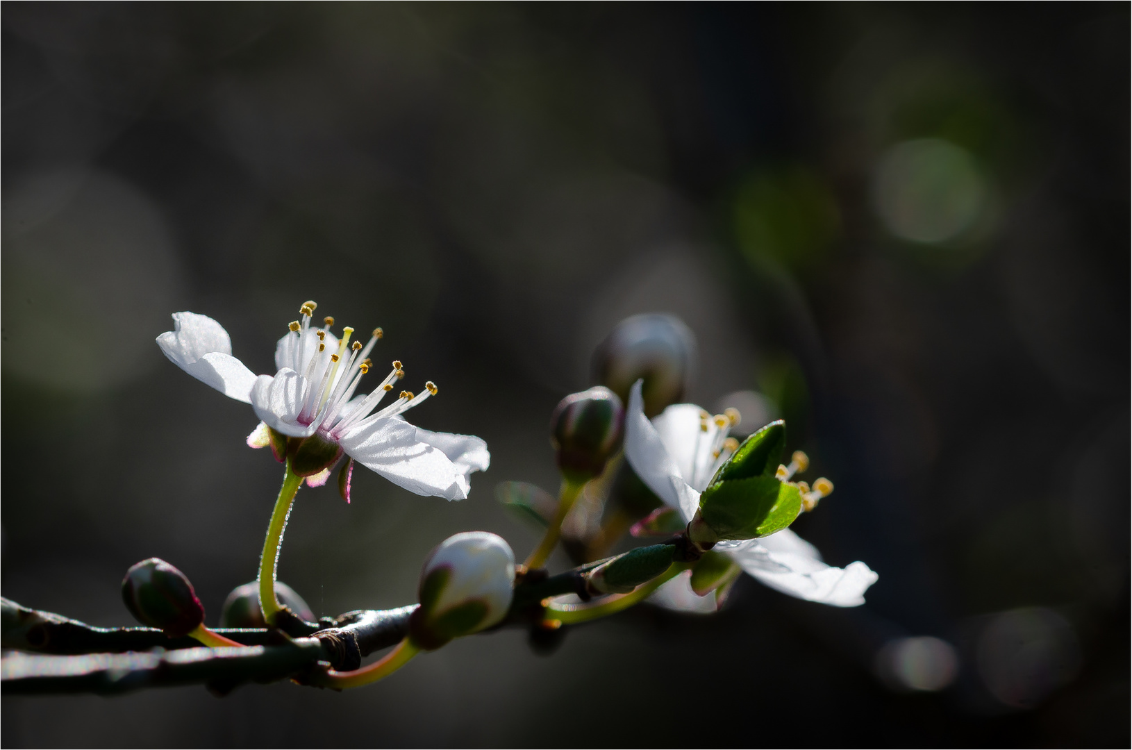 Kirschblüte (I)