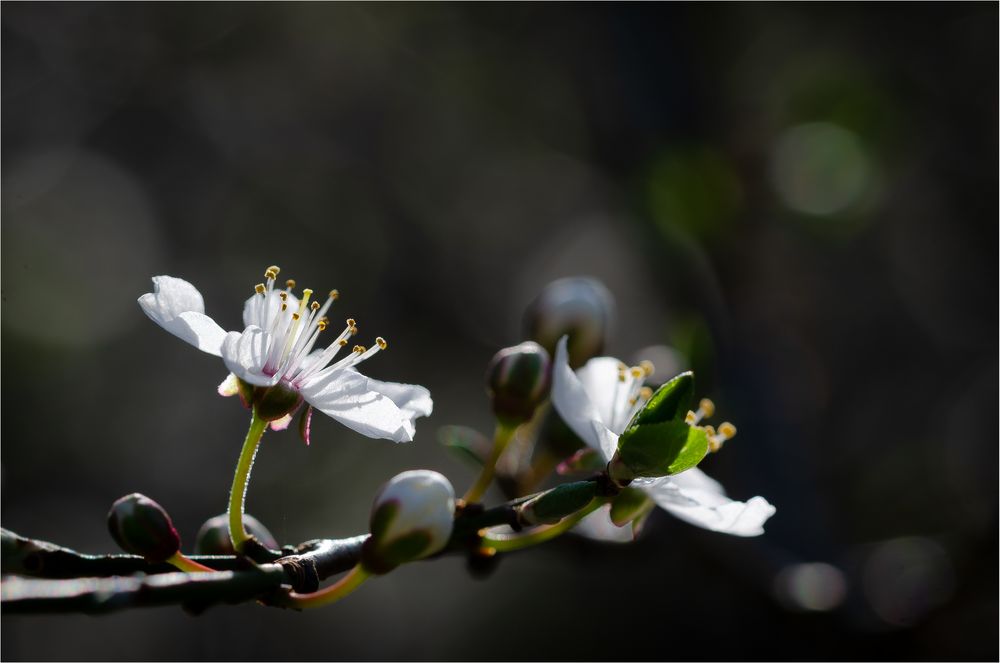 Kirschblüte (I)