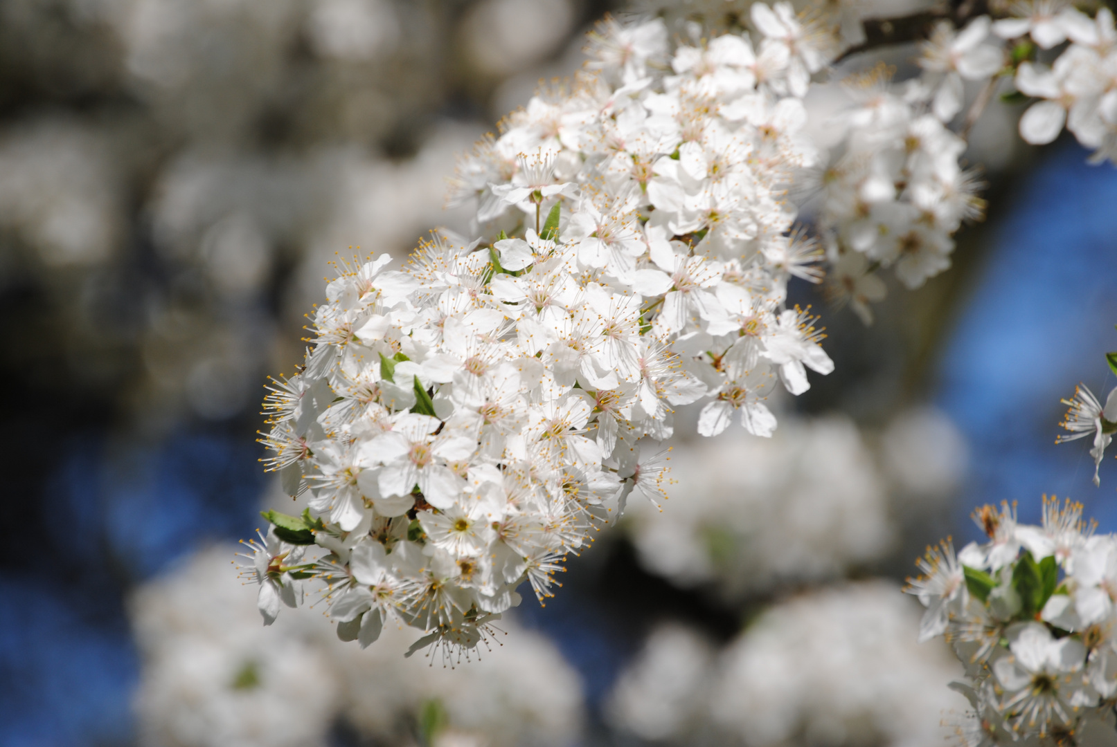 Kirschblüte I