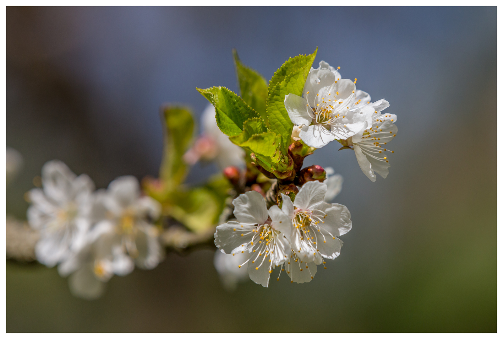 Kirschblüte II