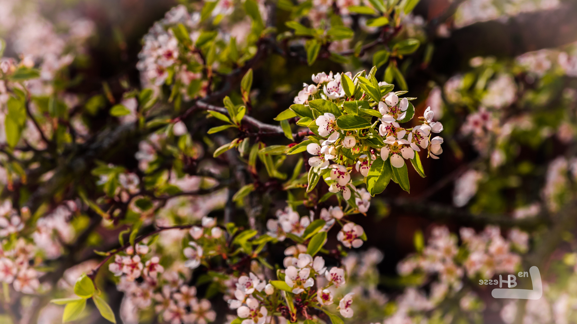 *Kirschblüte II*