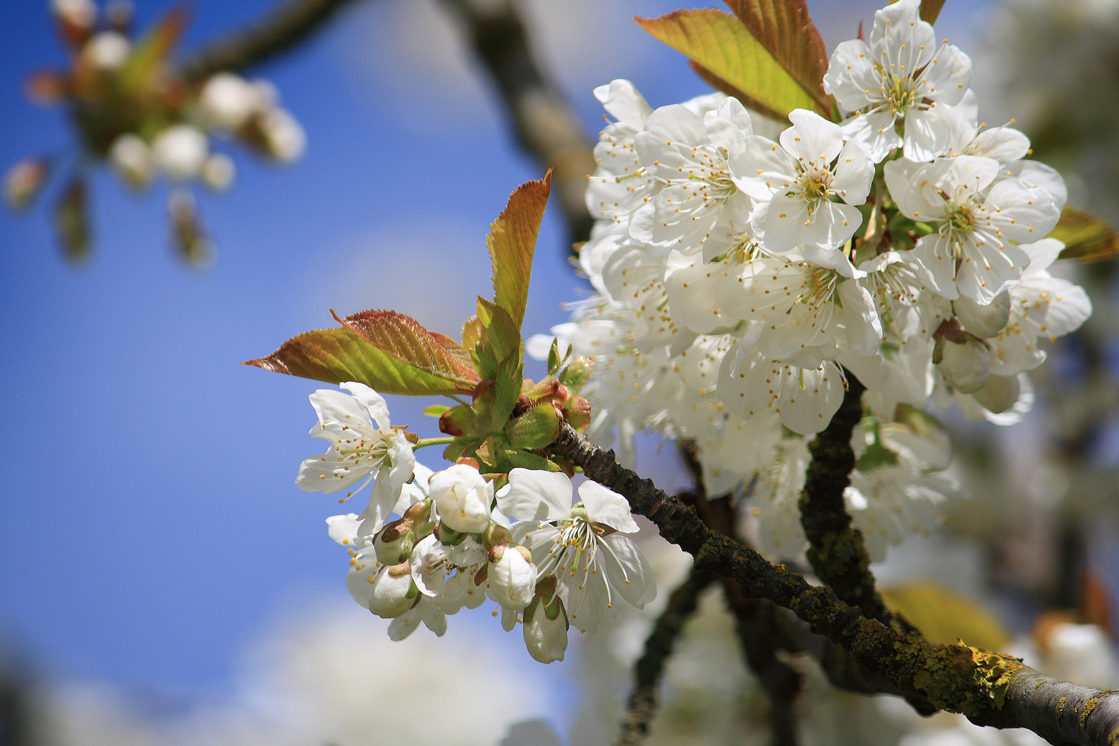 Kirschblüte II