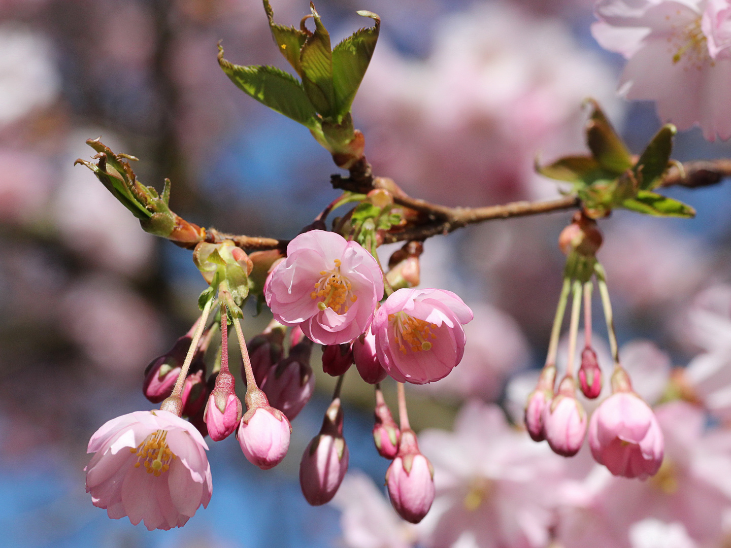 Kirschblüte II