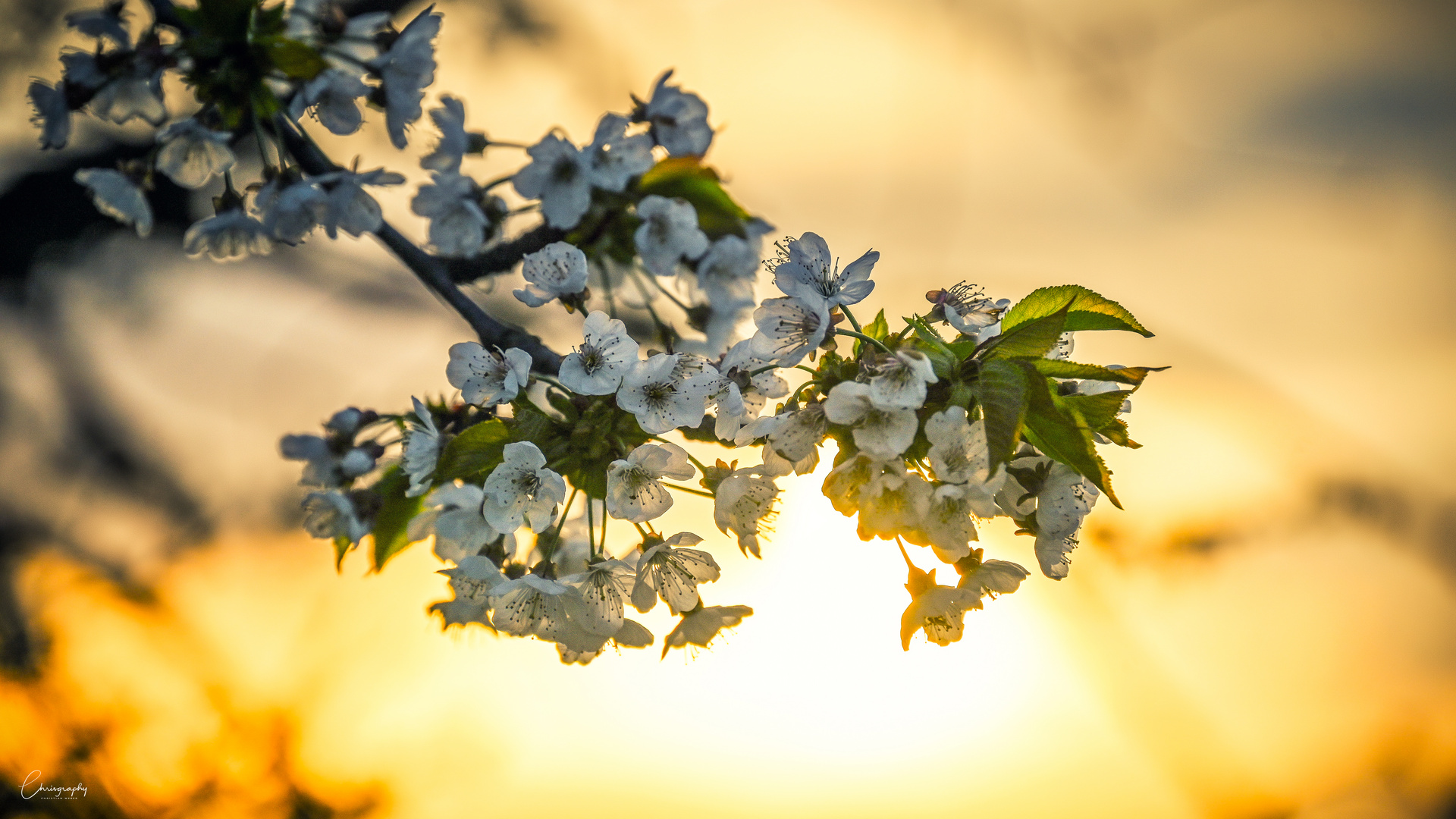 Kirschblüte im Abendlicht