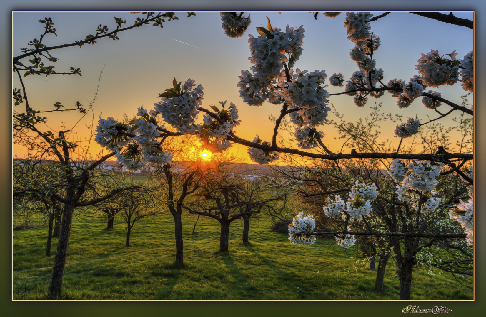 Kirschblüte im Abendlicht 2