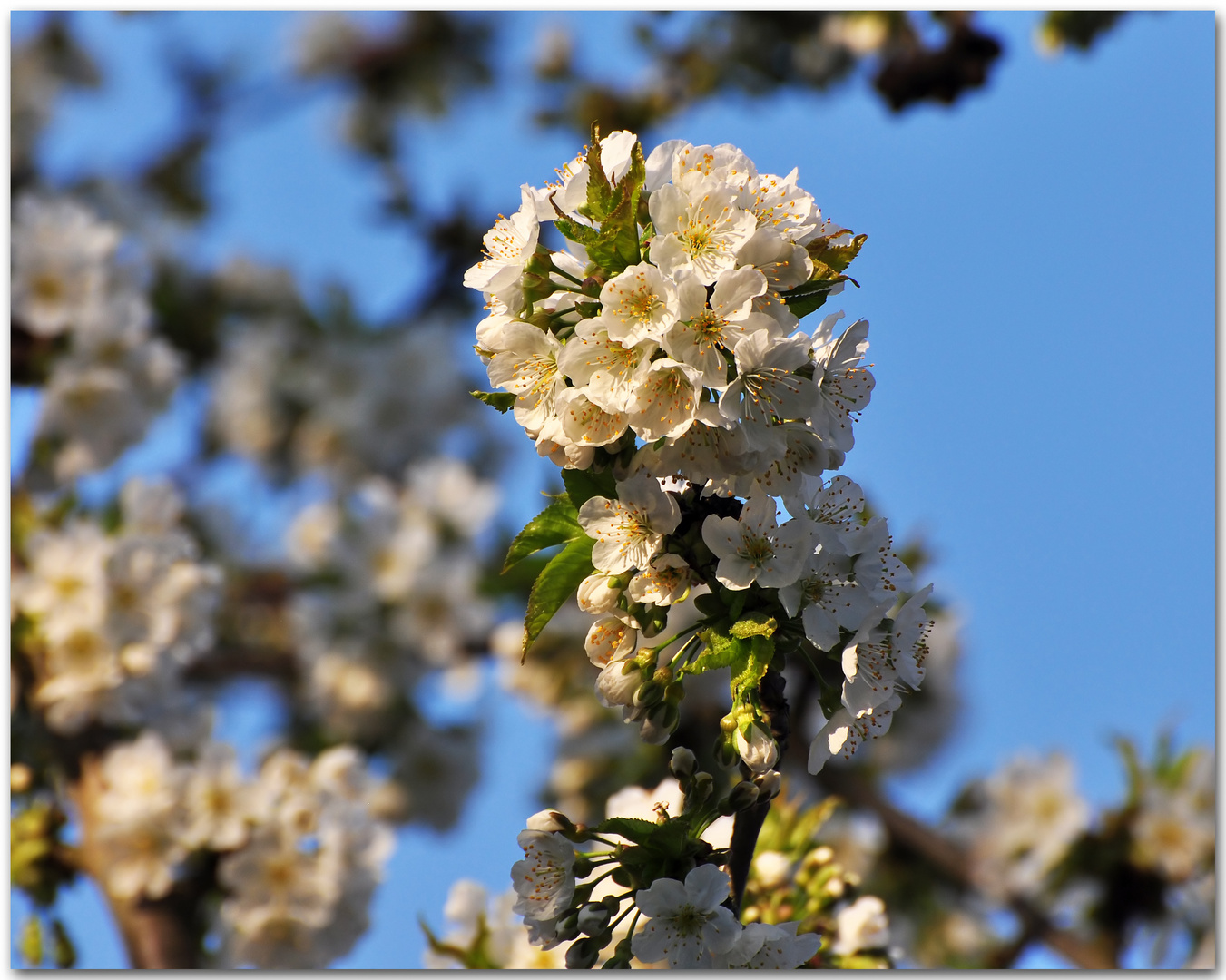 Kirschblüte im Abendlicht