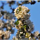 Kirschblüte im Abendlicht