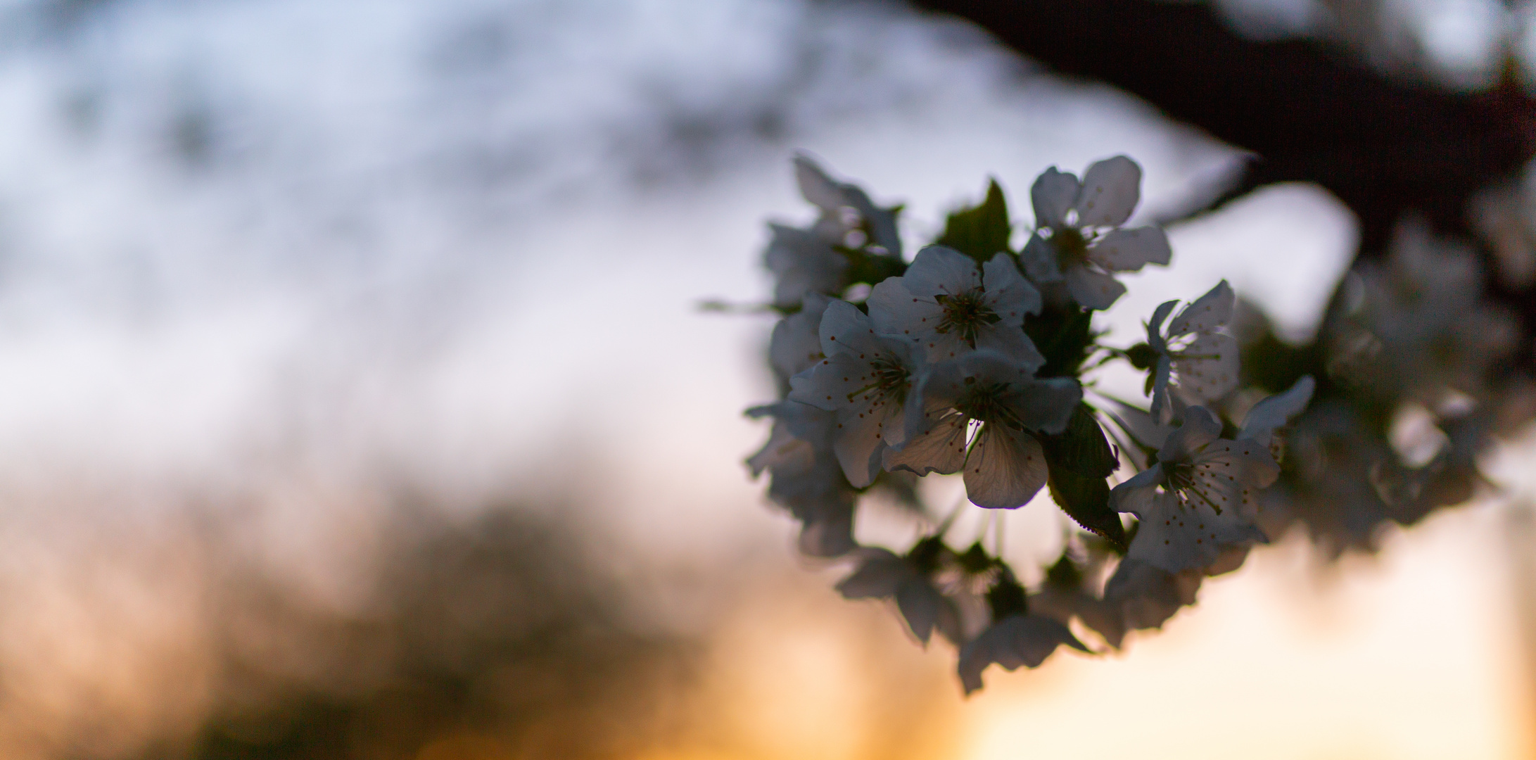 Kirschblüte im Abendlicht