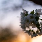 Kirschblüte im Abendlicht