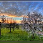 Kirschblüte im Abendlicht