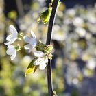 Kirschblüte im Abendlicht