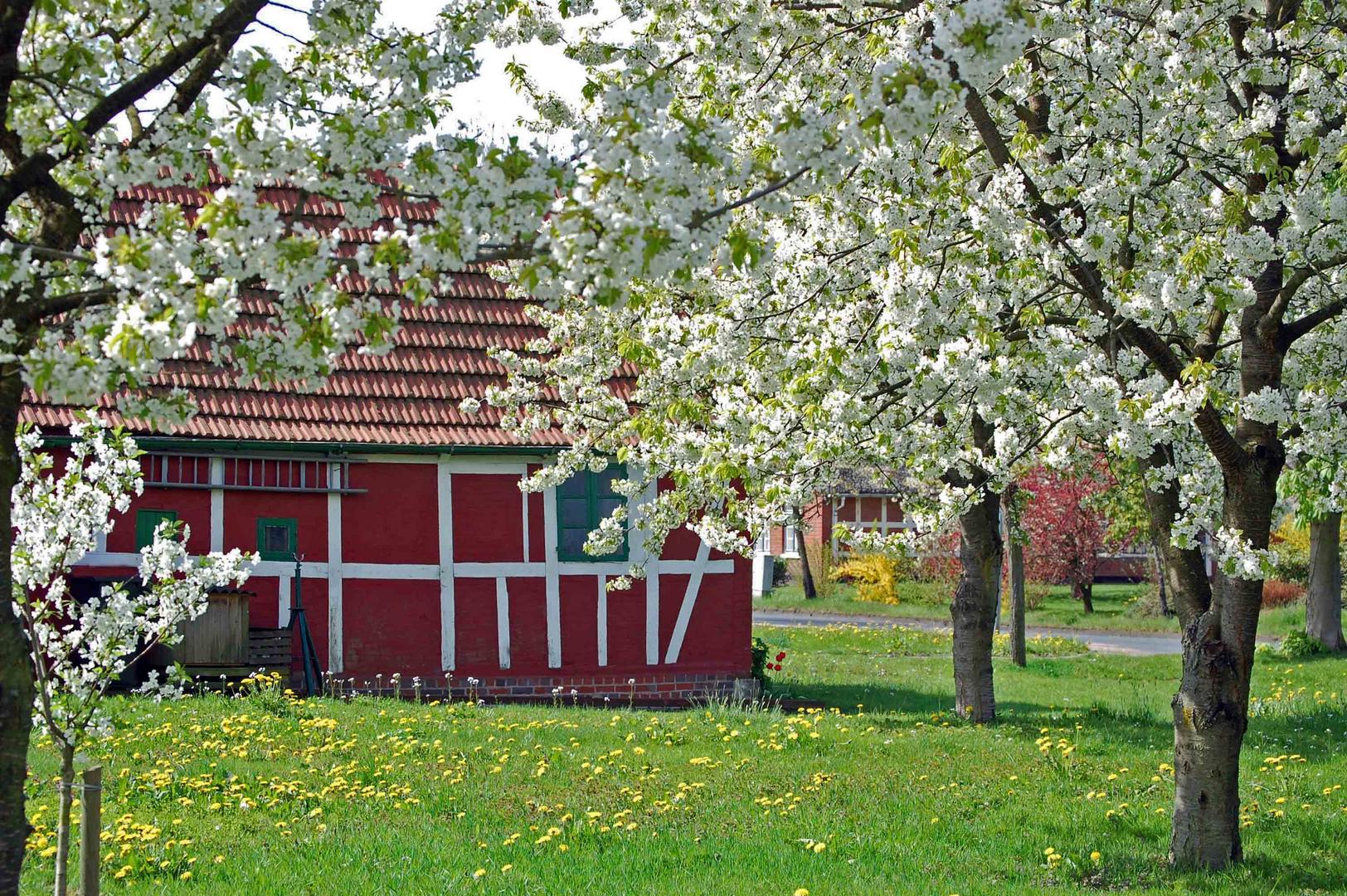 Kirschblüte im Alten Land