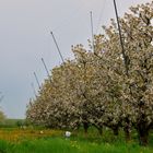 Kirschblüte im Alten Land #2