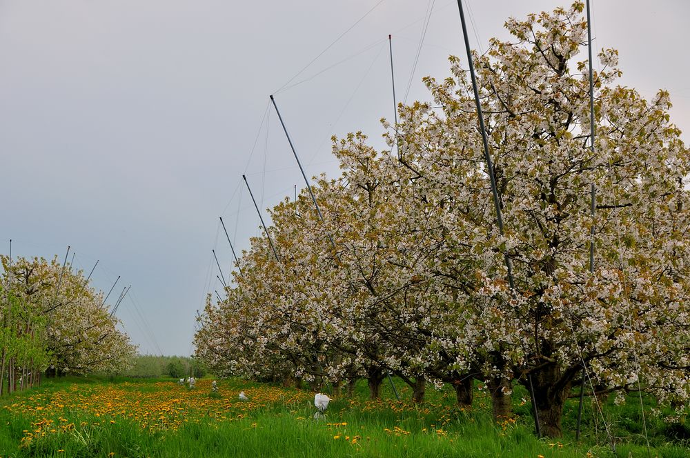 Kirschblüte im Alten Land #2