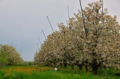 Kirschblüte im Alten Land #2