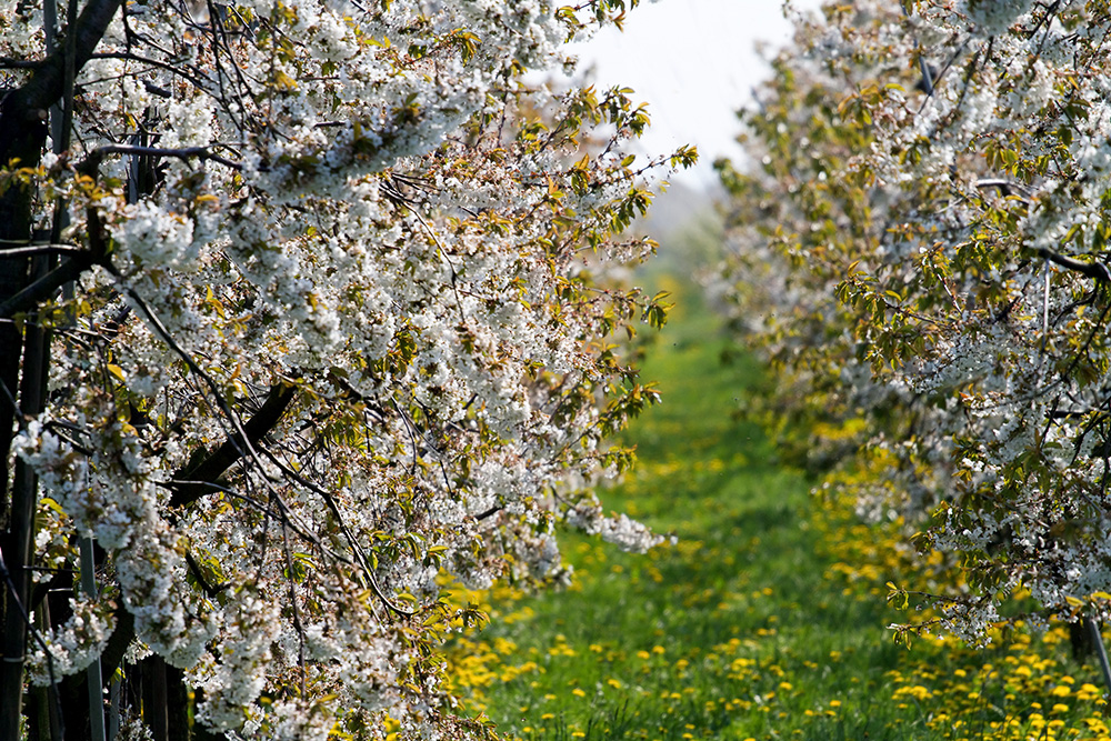 Kirschblüte im Alten Land