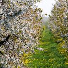 Kirschblüte im Alten Land