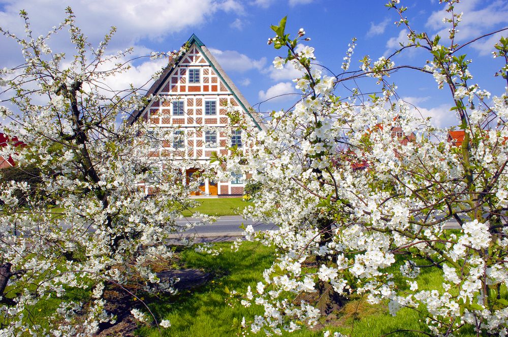 Kirschblüte im Alten Land Foto & Bild | bäume, himmel, frühblüher Bilder auf fotocommunity