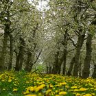 Kirschblüte im Alten Land