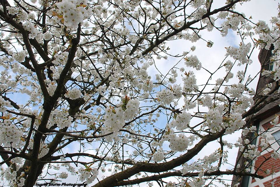 Kirschblüte im "Alten Land"