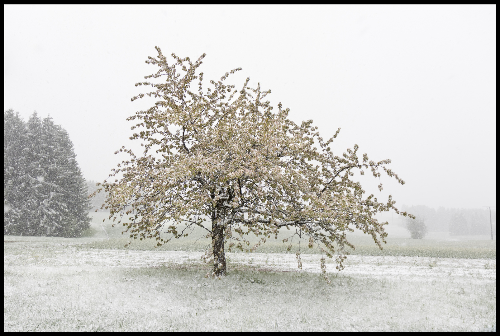 "Kirschblüte im April "