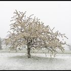 "Kirschblüte im April "