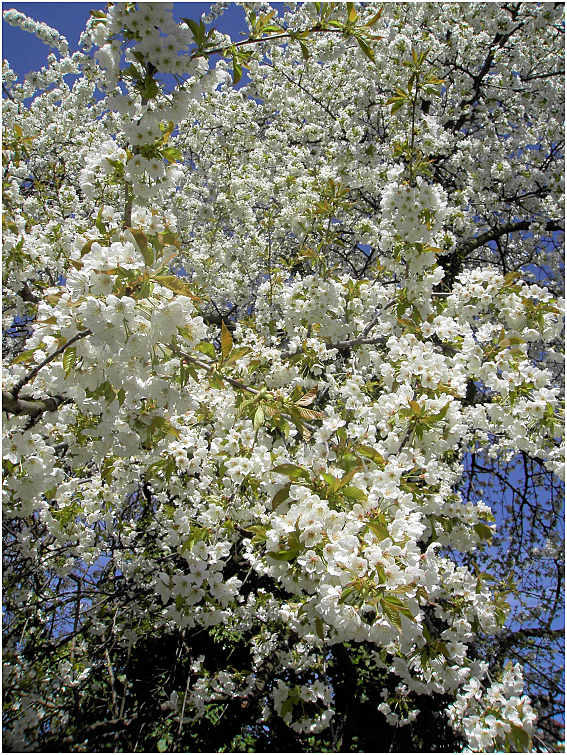 Kirschblüte im April 2007