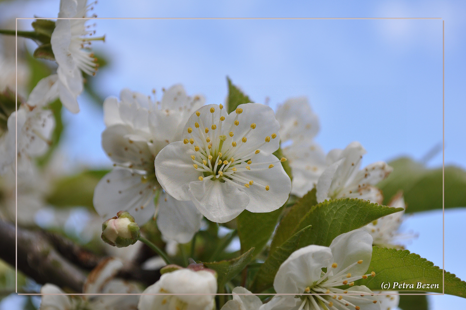 Kirschblüte im April