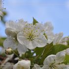 Kirschblüte im April