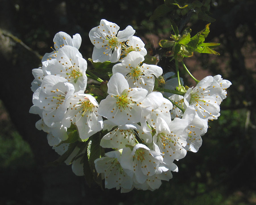 Kirschblüte im April