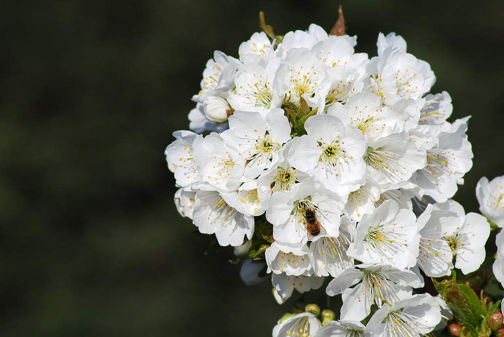 Kirschblüte im April mit Besucher