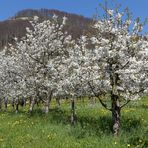 Kirschblüte im Baselbiet
