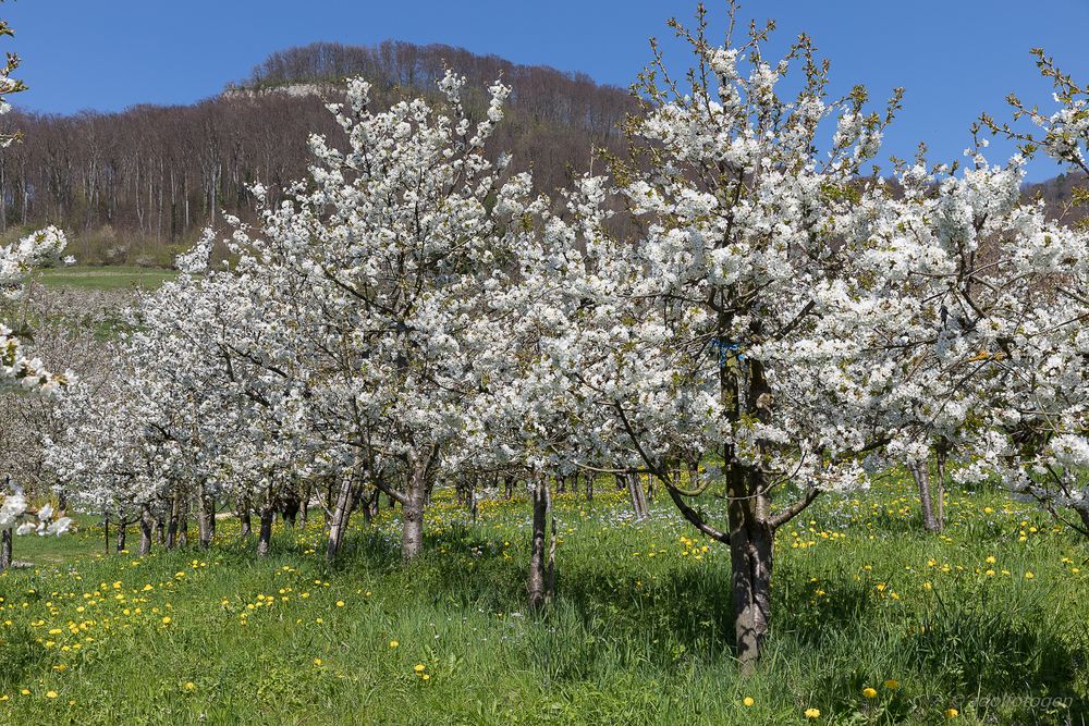 Kirschblüte im Baselbiet