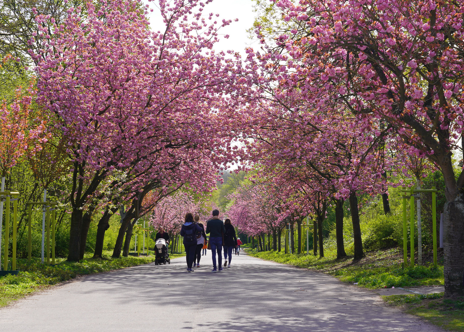 Kirschblüte im Beethovenpark, Köln-Sülz