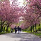 Kirschblüte im Beethovenpark, Köln-Sülz