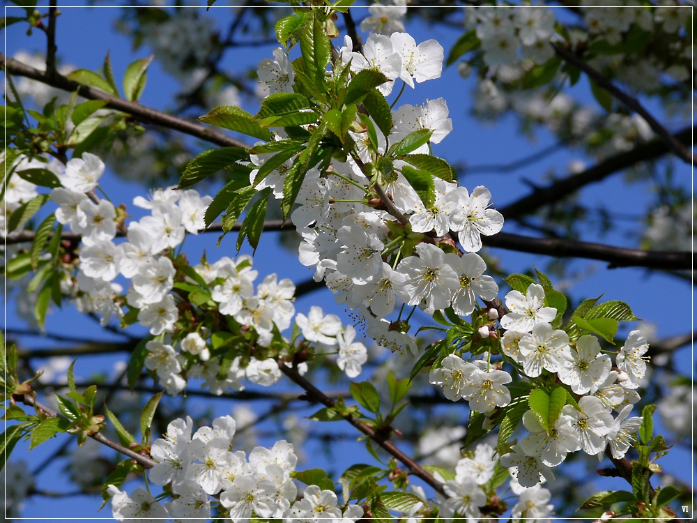 Kirschblüte im Bergischen