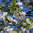 Kirschblüte im Bergischen