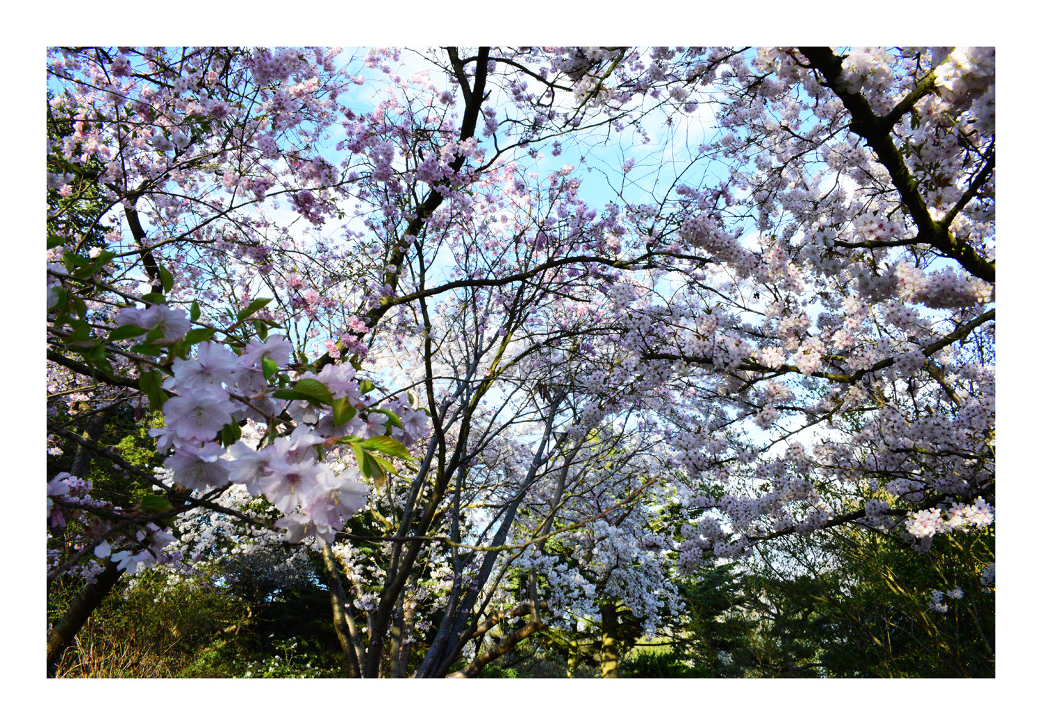 Kirschblüte im Botanischen Garten