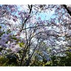 Kirschblüte im Botanischen Garten