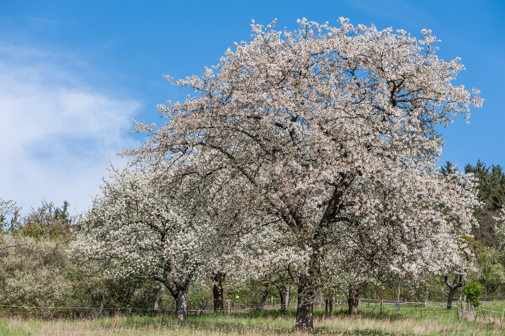 *Kirschblüte im Brohltal*