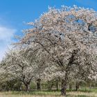 *Kirschblüte im Brohltal*