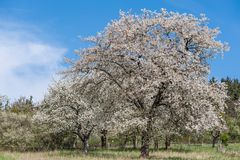 *Kirschblüte im Brohltal*