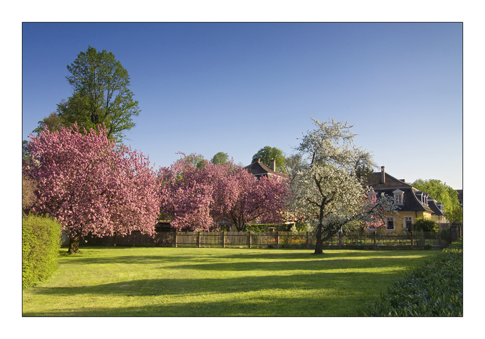 Kirschblüte im Bruchsaler Schlossgarten