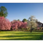 Kirschblüte im Bruchsaler Schlossgarten