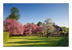 Kirschblüte im Bruchsaler Schlossgarten