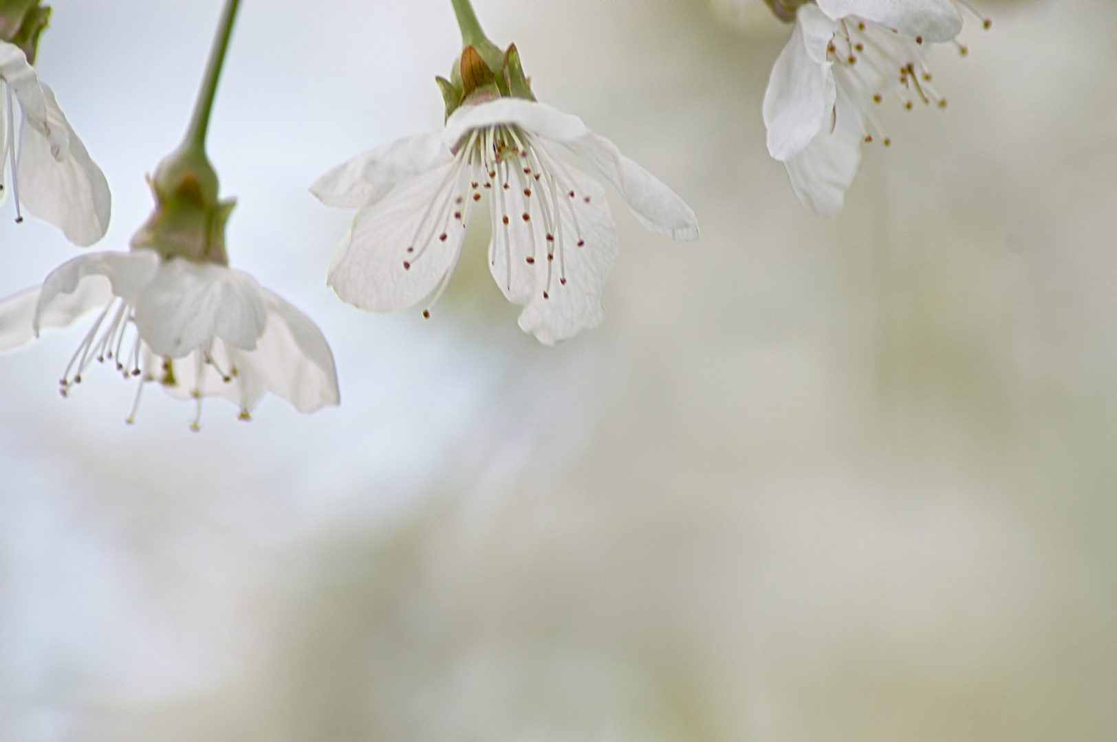 Kirschblüte im Burgenland