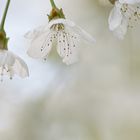 Kirschblüte im Burgenland