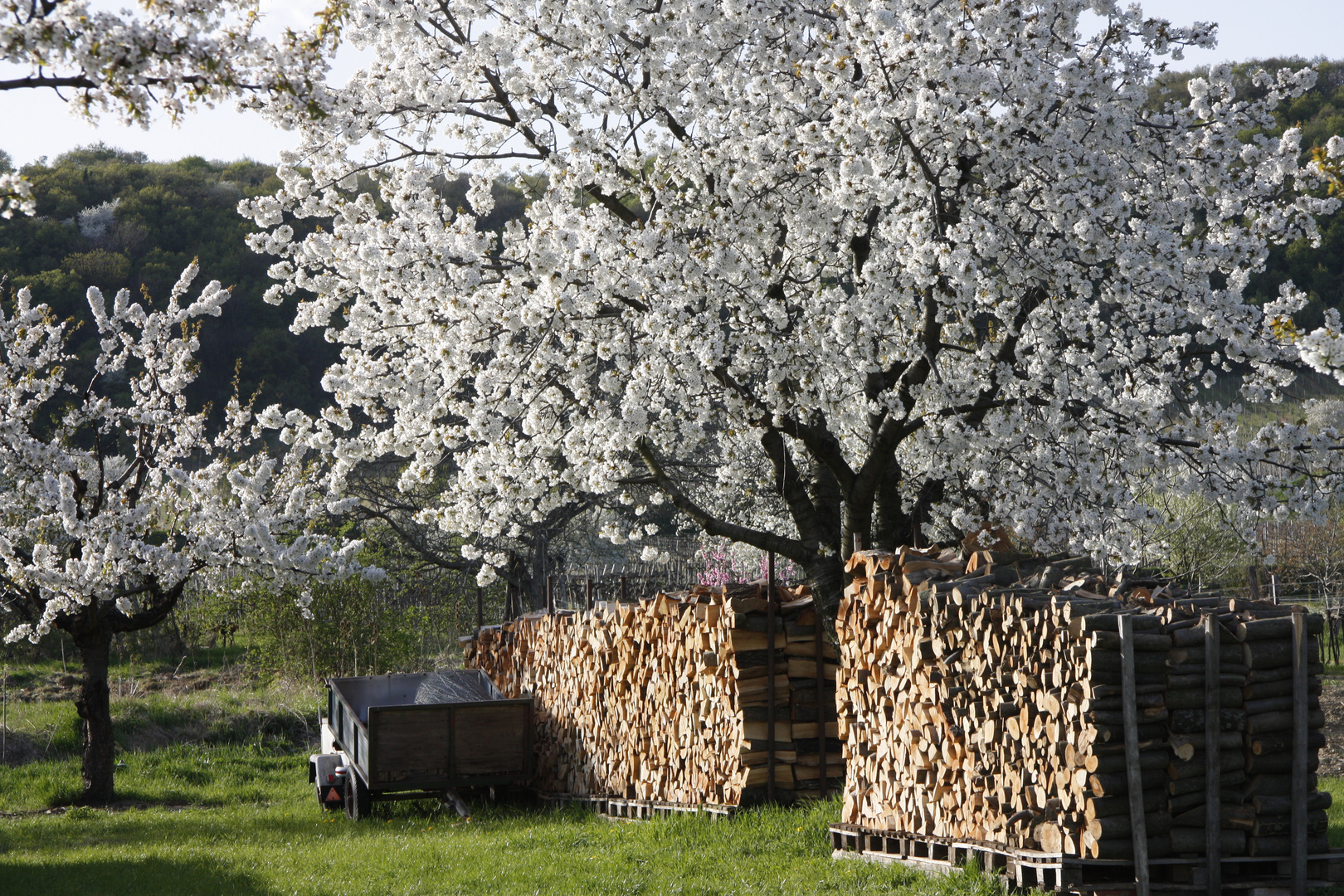 Kirschblüte im Burgenland