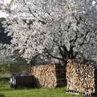 Kirschblüte im Burgenland